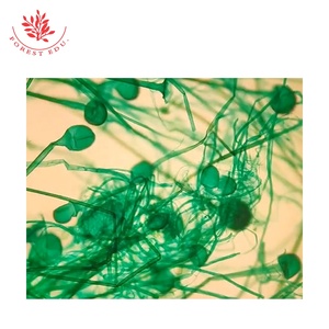 准备的真菌显微镜载玻片组，学生用6片载玻片微生物科学教育准备的显微镜载玻片