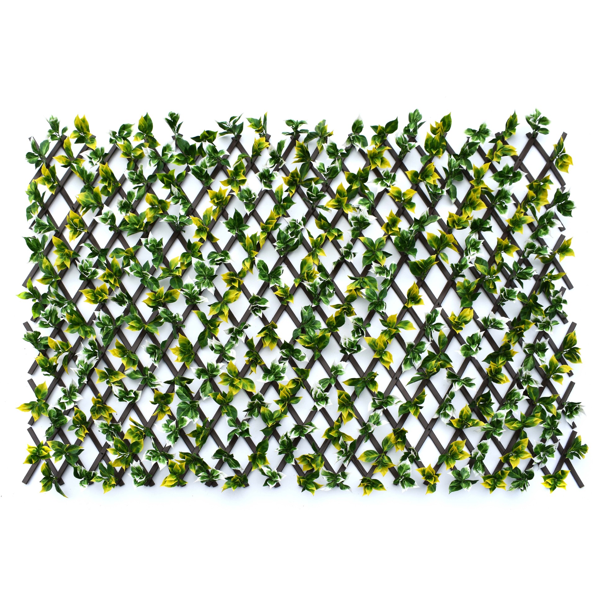 Valla de hojas de Osmanthus