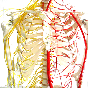 Laboratuvarı öğretim modelleri İnsan 170cm İnsan İskeleti ana arterler ve Spinal sinir iskelet PVC - Product Image 3