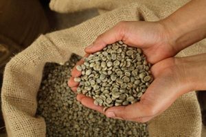 حبوب القهوة الخضراء العربية الفيتنامية سكرين 16 طبيعية نقية بالجملة للتحميص بجودة ثابتة للتصدير - Product Image 2