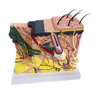 Three-Dimensional Medical Skin Tissue Structure Model <strong>Human</strong> Body Hierarchy Stratified Anatomy Magnification for Medical Science - Product Image 5