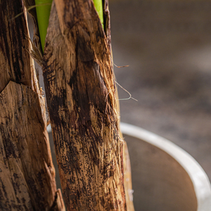 Lớn 2m ngoài trời nhà cây cảnh nhân tạo PE nhựa chim thiên đường cọ du lịch chuối trang trí đám cưới giả cỏ cây - Product Image 6