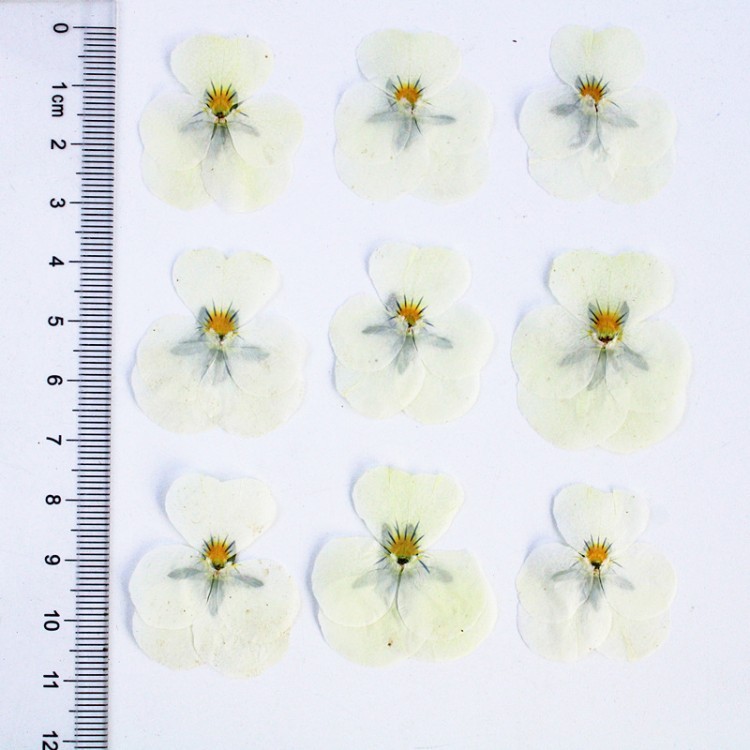 Bianco