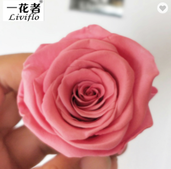 rosa caliente