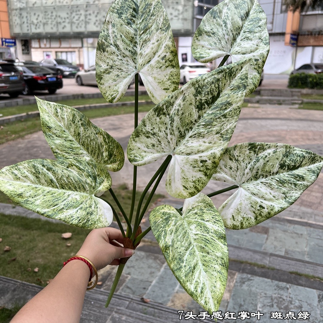 7 cabezas se sienten rojas, mancha de hoja de palma verde