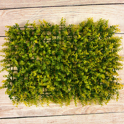 Eucalyptus jaune dégradé