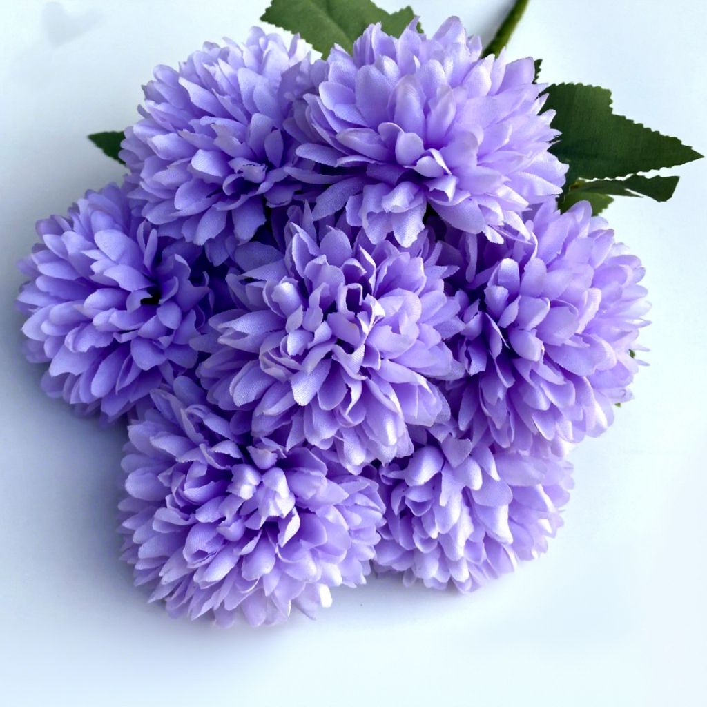 Viola