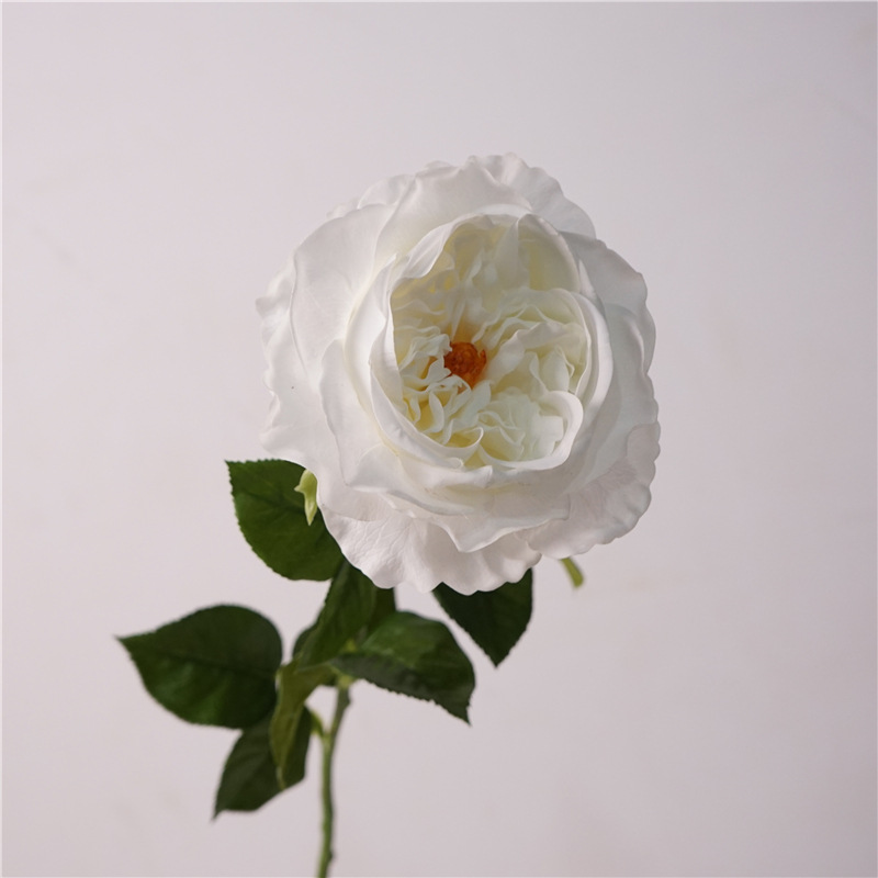 Moisturizing phalaenopsis-white