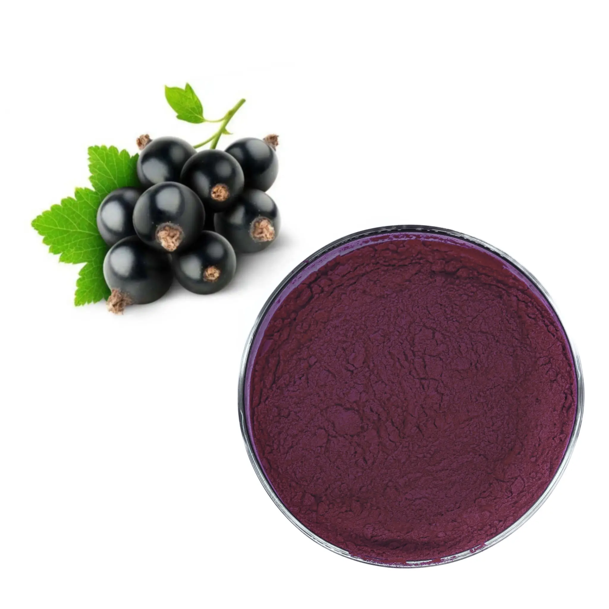 Hot Selling Black Currant Extract Wholesale Blackcurrant Extract Powder