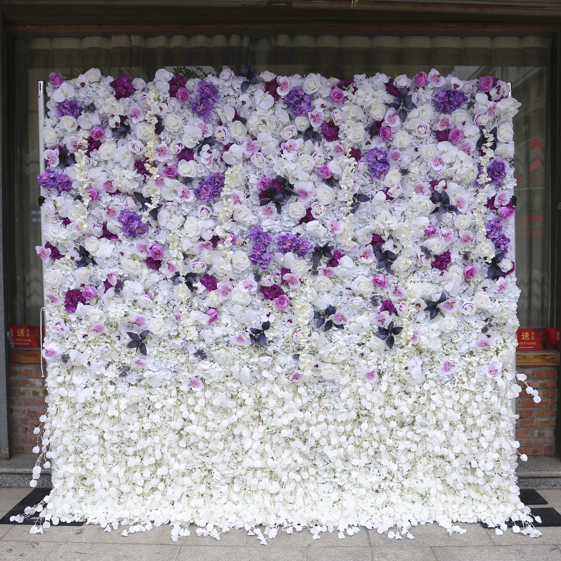Viola