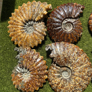 Fósiles de colección bonitos de gran tamaño, fósiles de Amonita para piedra curativa, decoración del hogar - Product Image 2