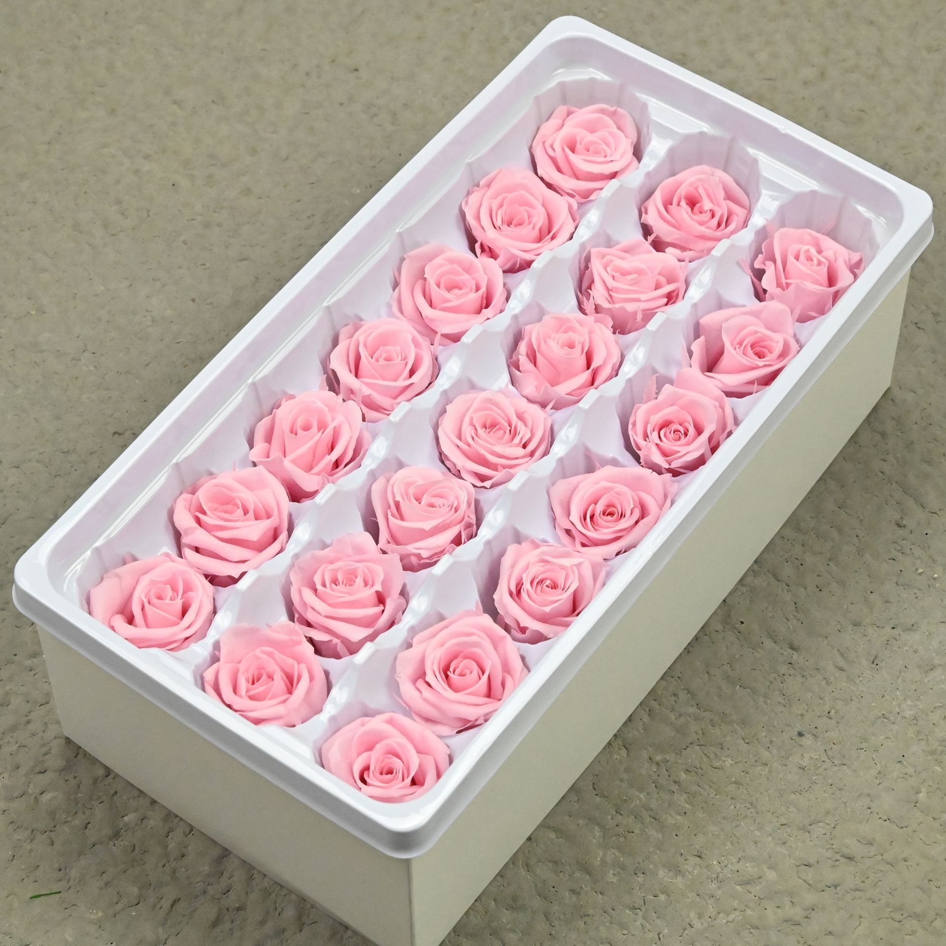 B rose 2-3 light powder-21