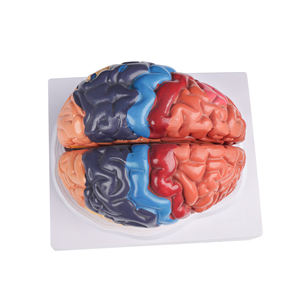 Beyin fonksiyon alanı ve arter yapısı ile insan beyin anatomisi modeli kraniyal sinirler de dahil olmak üzere PVC plastik renk sınıflandırması - Product Image 3