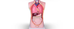 85cm PVC <strong>Human</strong> Anatomy Torso Model Medical Science Skeleton Model for Schools and Hospitals for Medical Students Professionals - Product Image 6
