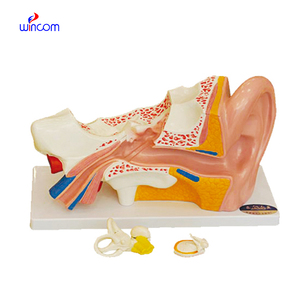 Wincom bilim anatomi modelleri kulak 3d anatomik Model tıp eğitimi İnsan orta kulak modeli - Product Image 1