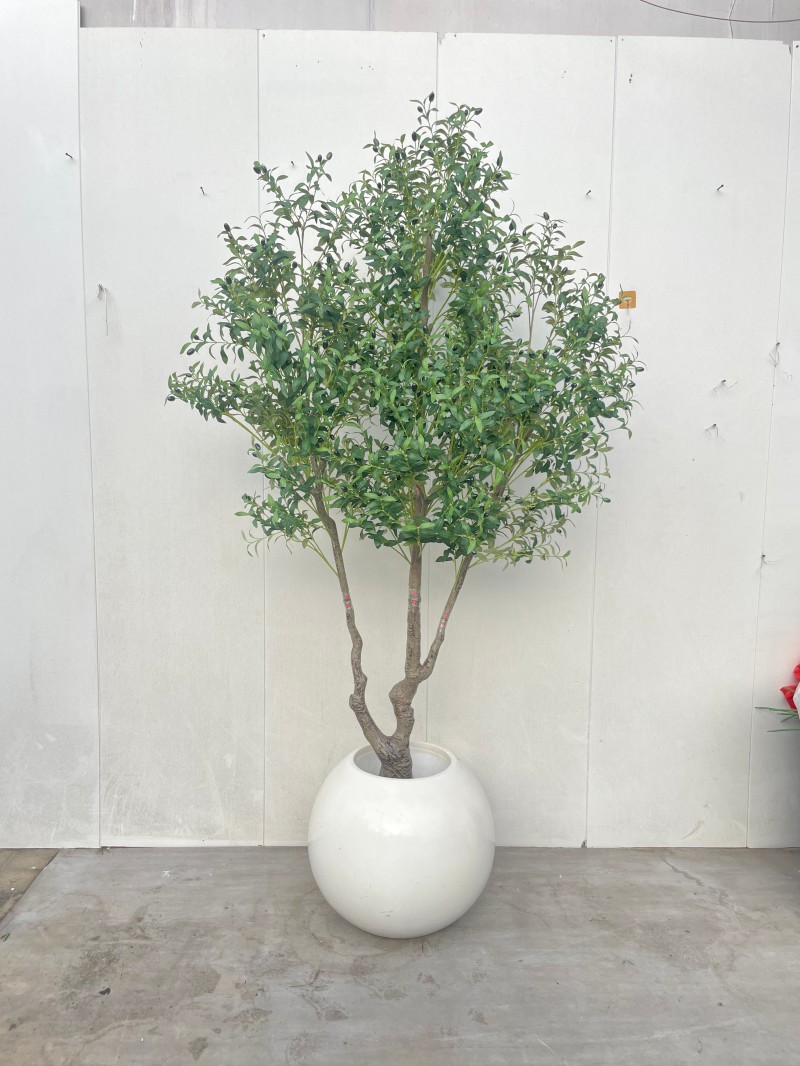 Olivo verde de 230 cm + maceta de 60 cm