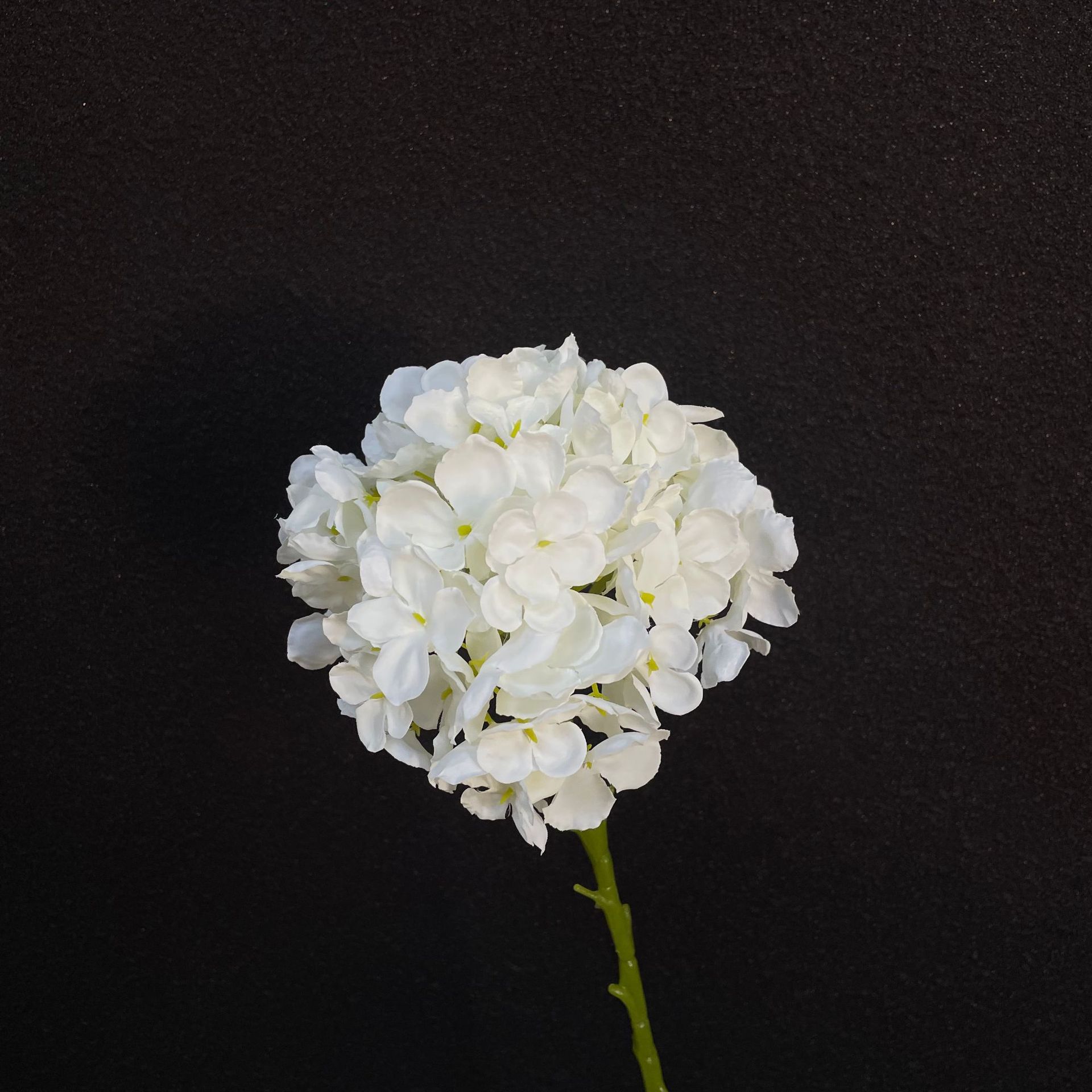 Hortensia blanc n°3