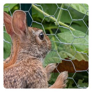 Penne a lunga durata a buon mercato per voliera Gamefowl Quail Chicken Bird Block Net - Product Image 5