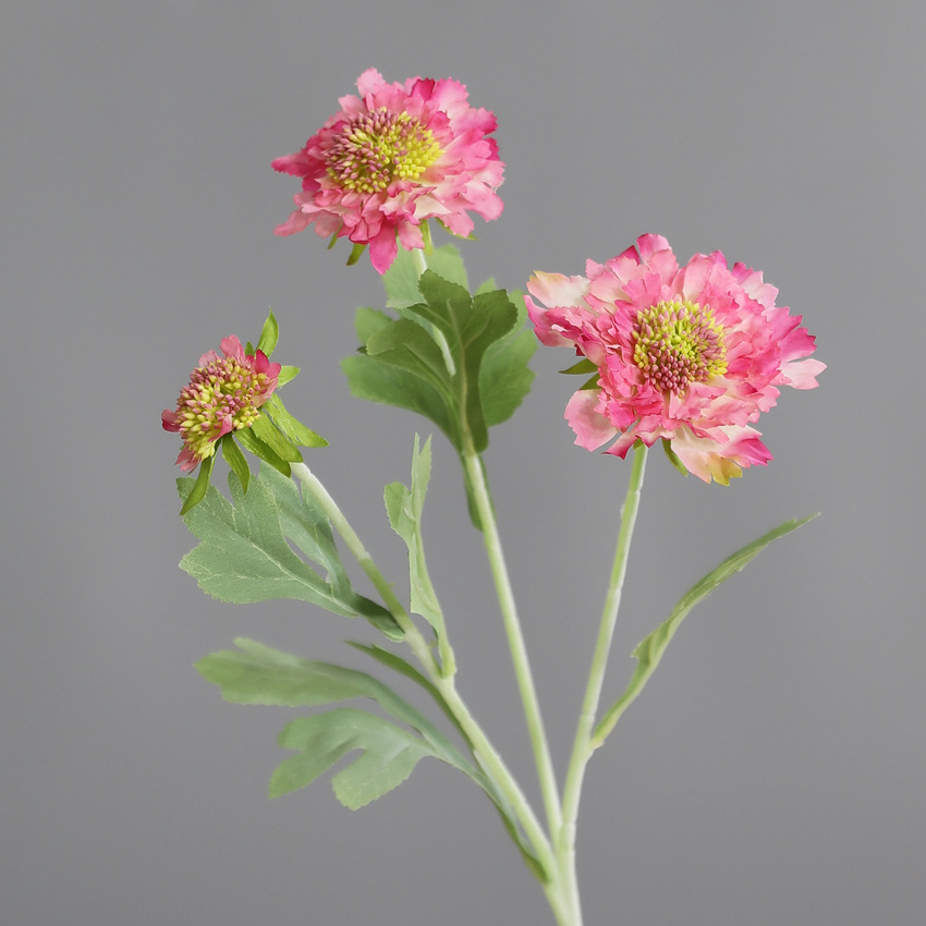 Rosa intenso