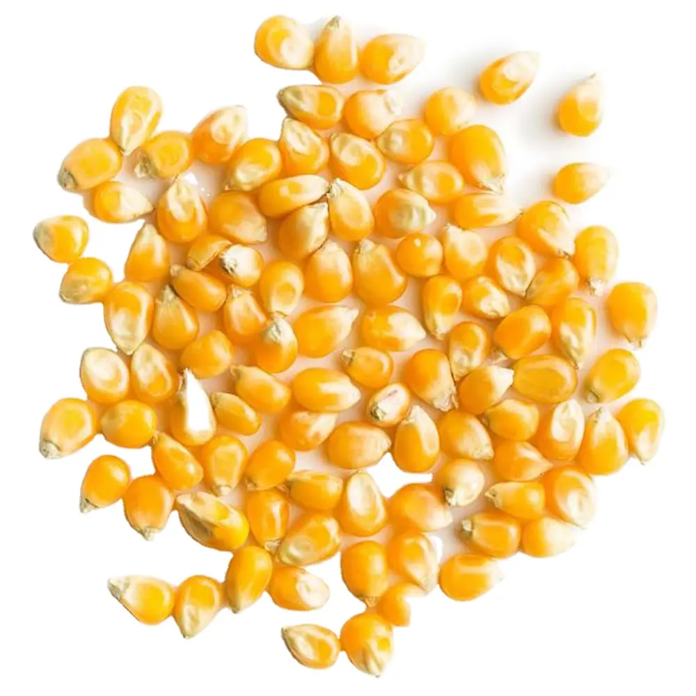 인간과 동물의 먹이에 적합한 신선한 수확 노란 옥수수 및 흰 옥수수 (옥수수)