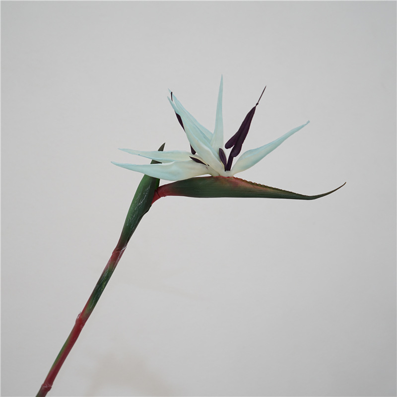 Petit oiseau de paradis bleu