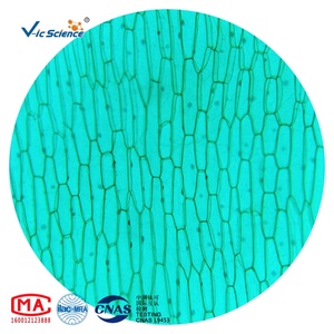 Microscopio biológico básico, juego de diapositivas preparadas, diapositivas de microscopio de enseñanza para la ciencia médica - Product Image 5