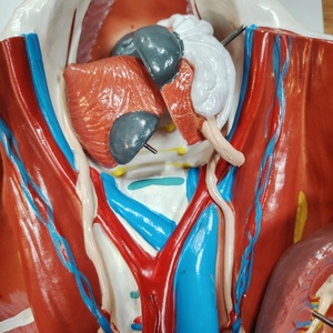 DARHMMY <strong>Human</strong> Anatomical Urinary System Model for Medical Science - Product Image 4