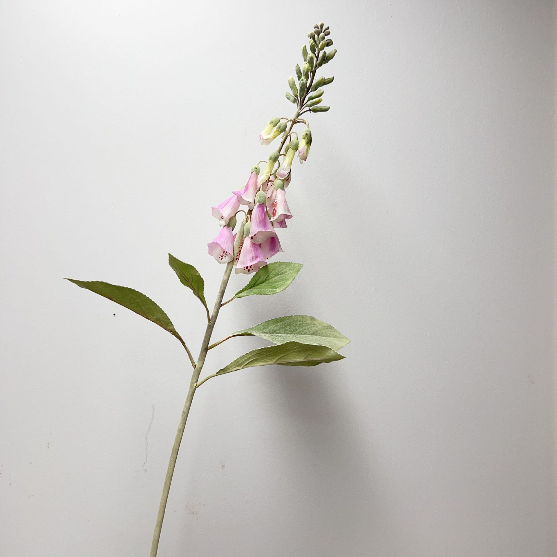 Viola chiaro