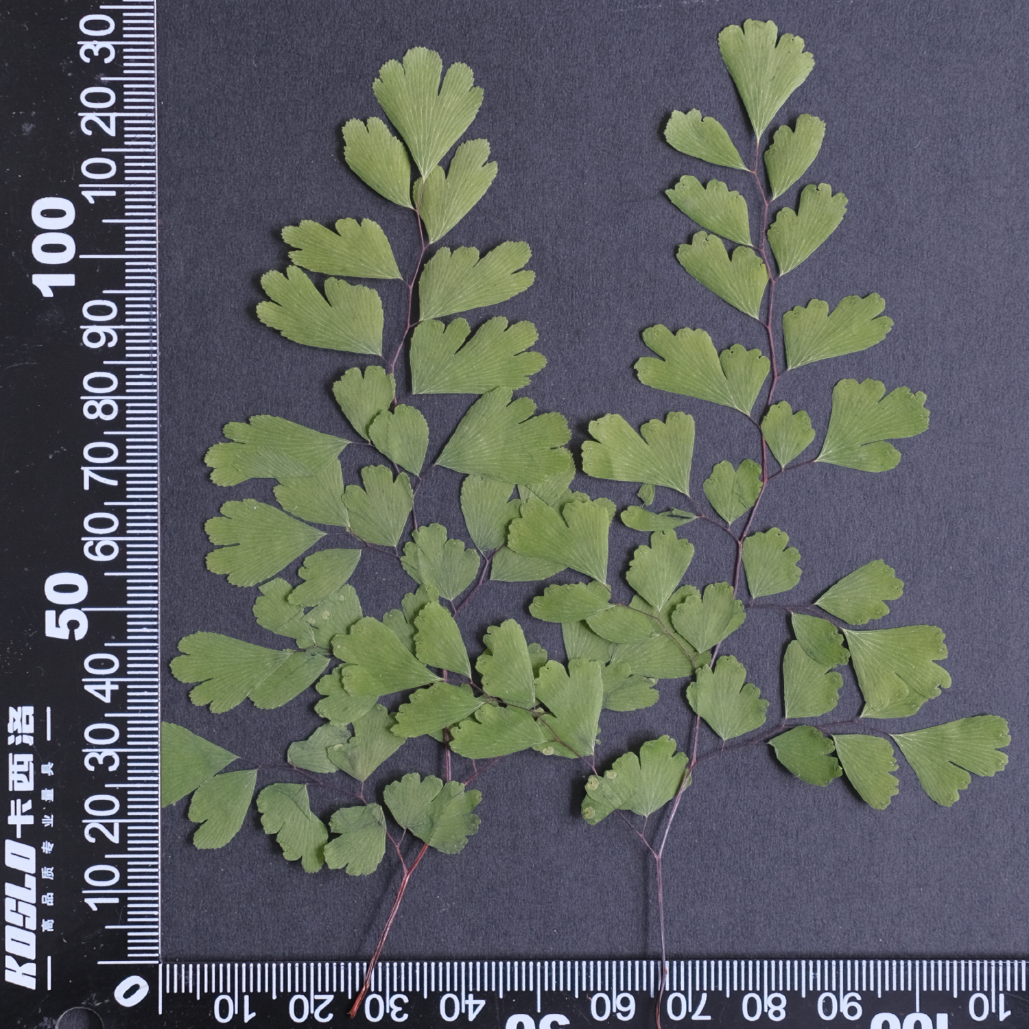 MH688 Maïs Fougère 10-15cm vert 10pcs