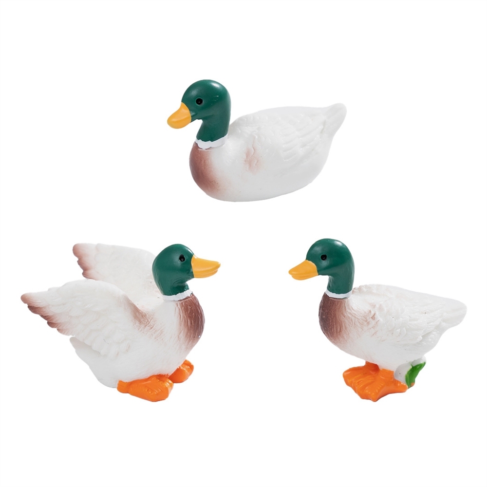 Wild duck