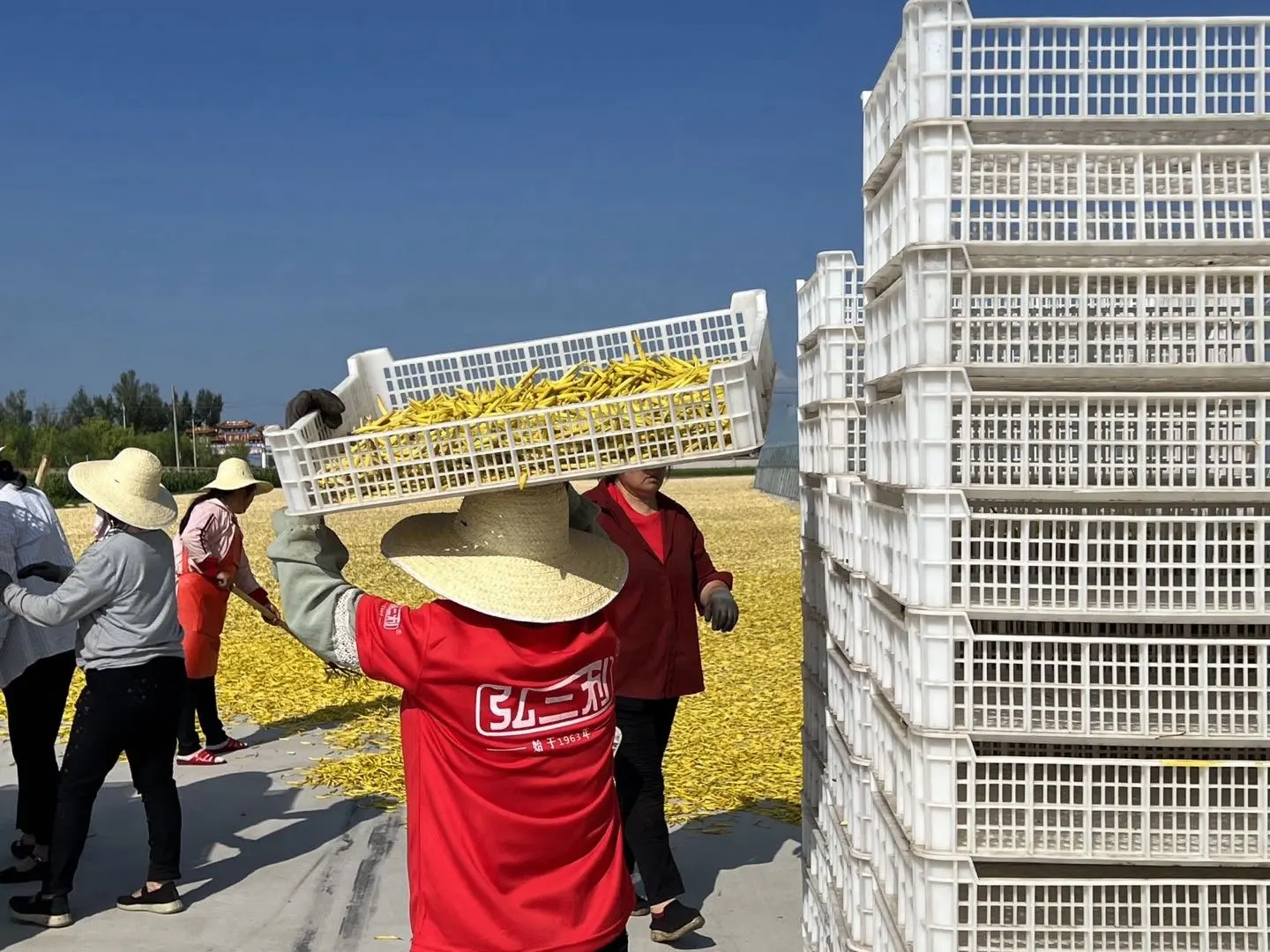 Grosir sayuran kering alami Daylily kering sehat mentah dengan kualitas tinggi