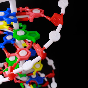 2025 nuevo modelo de ADN KRC/modelo biológico enseñanza médica modelo de estructura de ADN de doble hélice biológica - Product Image 6