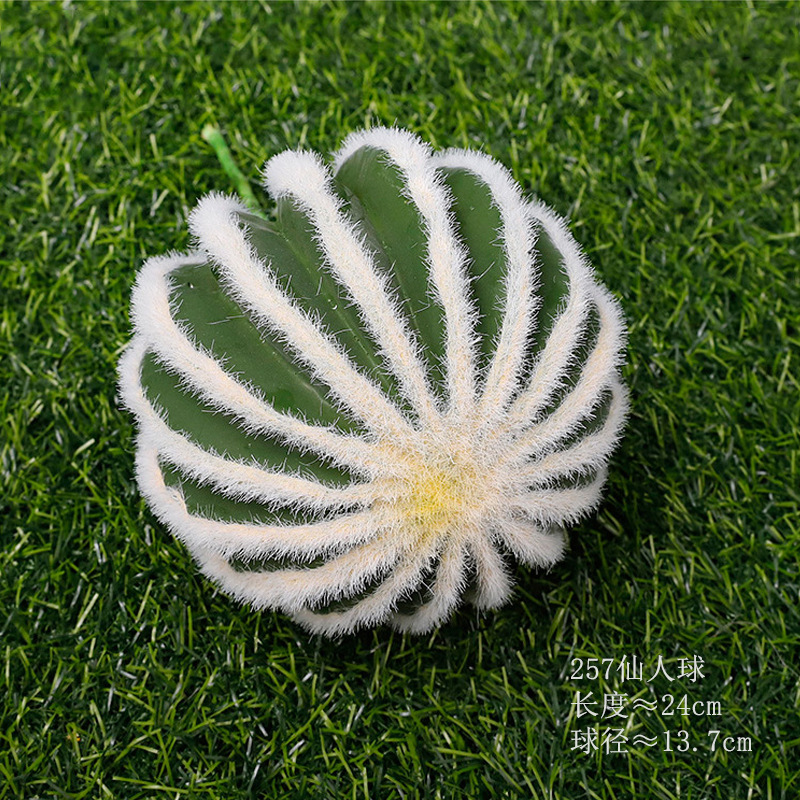 Le cactus a un diamètre de 13,7 cm.