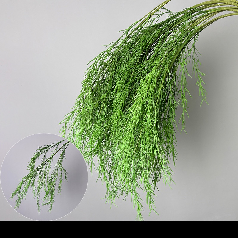 Herbe à barbe de dragon et herbe de roseau