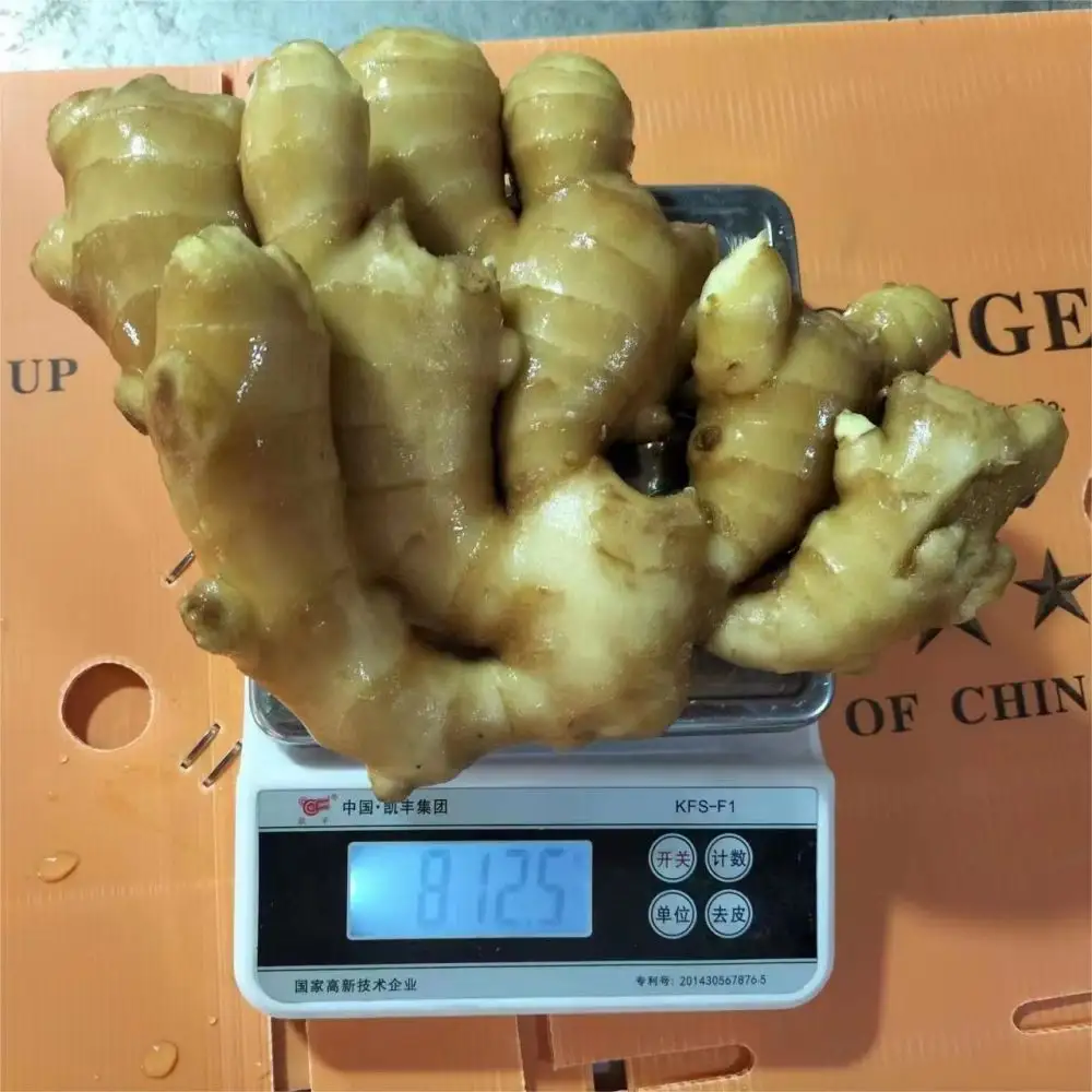 Fresh new crop ginger from chinese organic vegetable to export