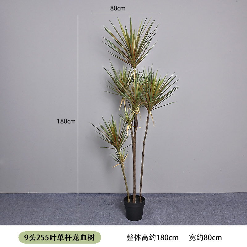 9-headed, 255-leaf single-stem dragon blood tree