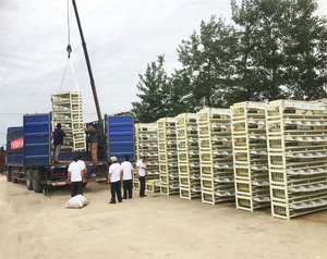 Calibrator Fruit <strong>and</strong> Vegetable <strong>Sorting</strong> <strong>Machine</strong> - Product Image 5