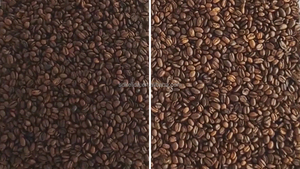 Fornecedor Optical Sorter Coffee Bean Color Sorter Feijão Cacau Máquina de classificação Café Cherry Color Sorter