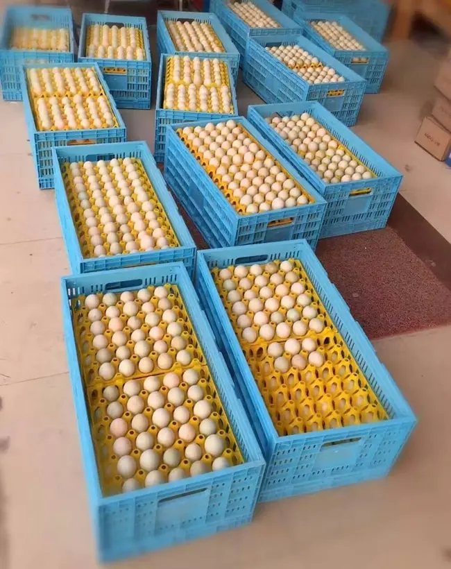 Bandejas de plástico para transporte de huevos, 30 rejillas