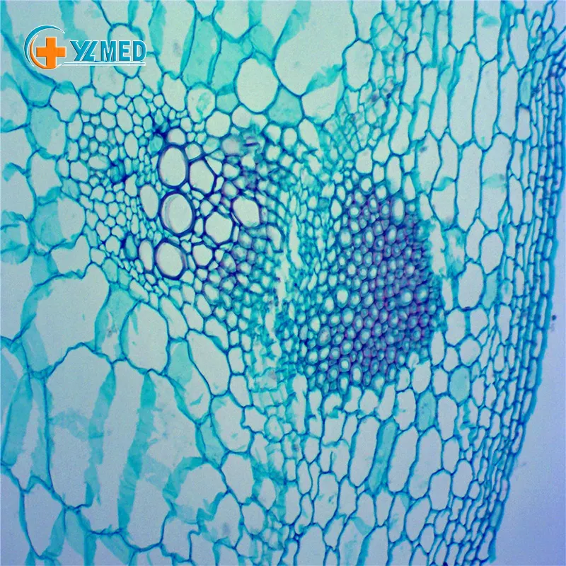 חלבית רפואי טפיל בוטניקה מוכנות זכוכית מיקרוסקופ funaria שקופיות