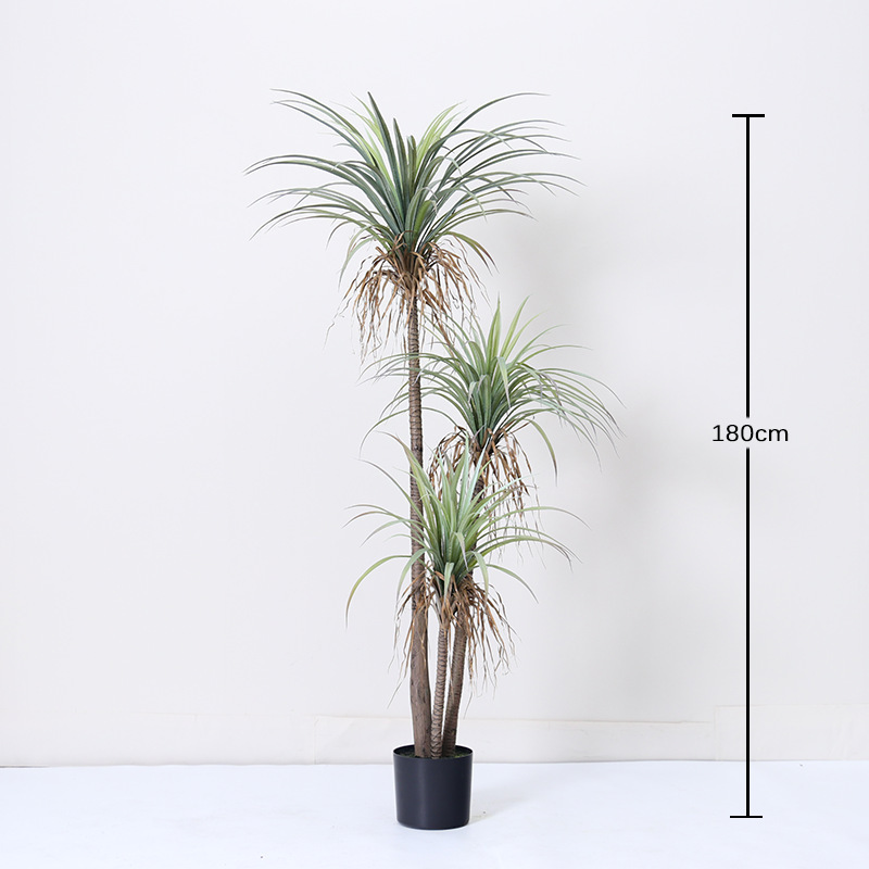 Yucca à trois tiges - 180 cm