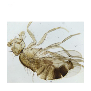Prepared <strong>Slides</strong> <strong>Microscope</strong> Insect Glass <strong>Slides</strong> for Teaching 12pcs/set - Product Image 1