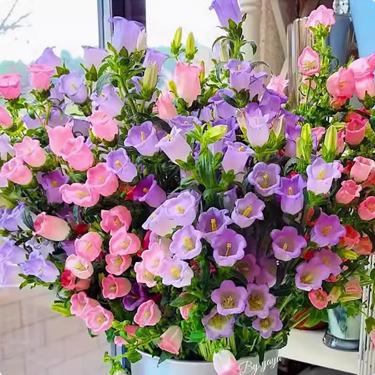 Fleurs de vent mélangées