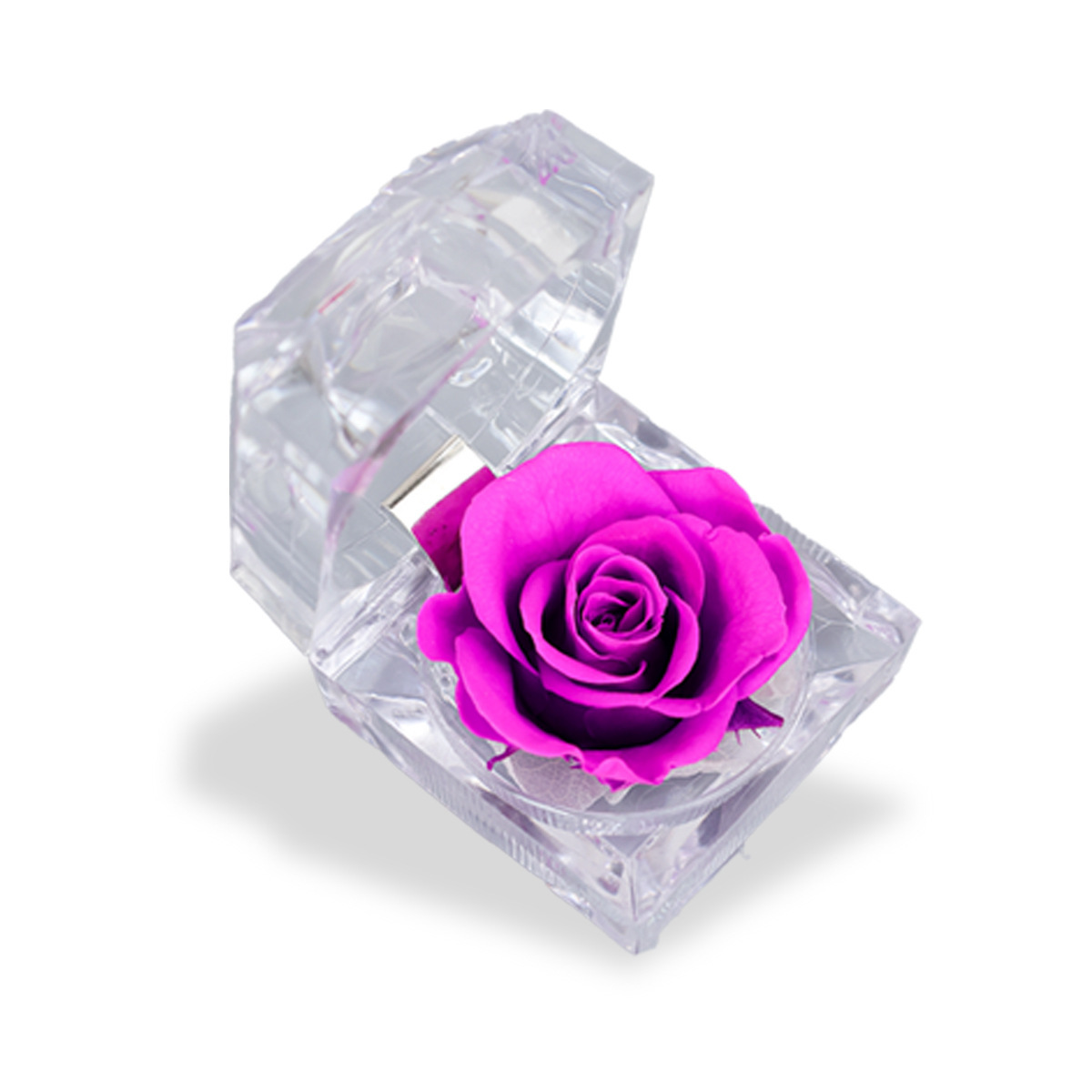 Pourpre