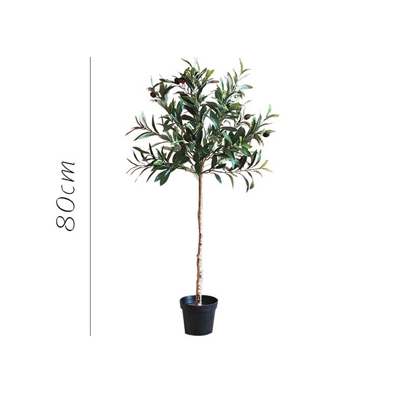 80cm-olive tree