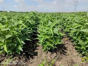 Hot Selling Gecertificeerd Veilig Voedsel Diammonium Waterstoffosfaat Levensmiddelenadditief Voor Groente En Fruit - Product Image 3