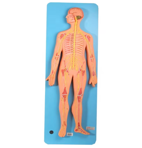 GD/A18101 Nervous System Model, <strong>Human</strong> Simulator Medical Anatomical Model - Product Image 1