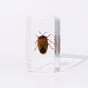 Пресс-папье Lychee Stinkbug, образец смолы, Обучающие инструменты, образцы насекомых для продажи - Product Image 4