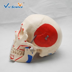 PVC 3Parts Life-Size <strong>Human</strong> Skull Model Painted Muscles Skull Teaching Model