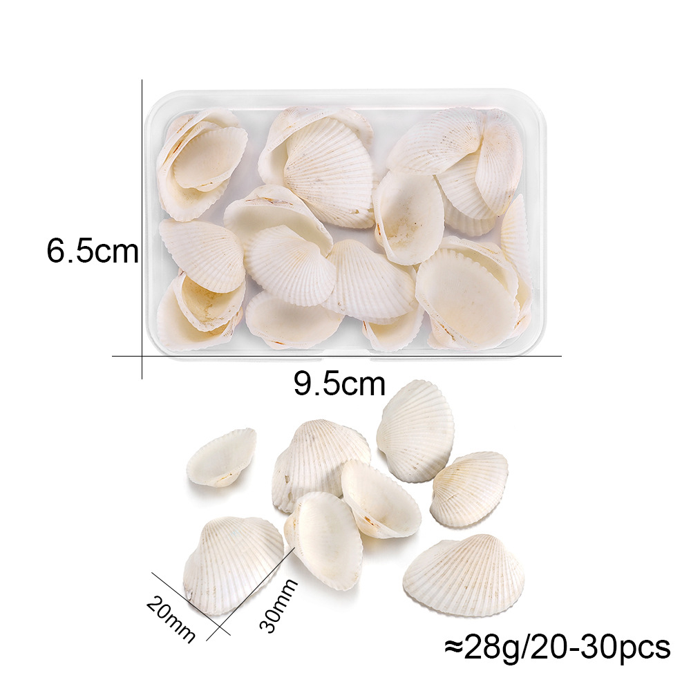 Coquille blanche